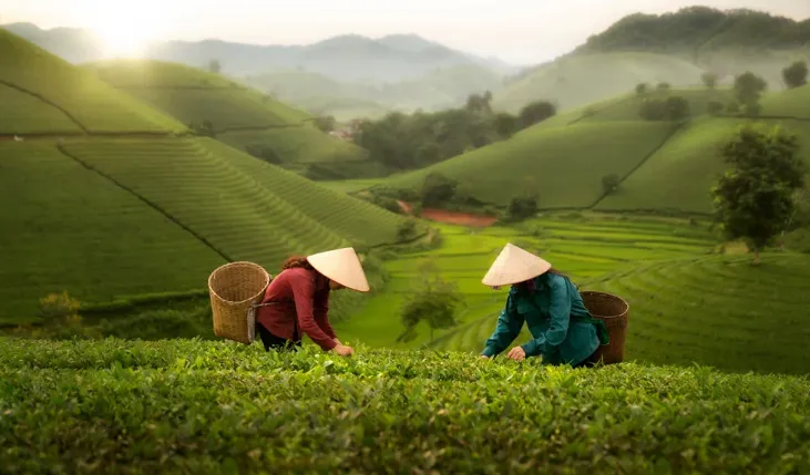 Cómo obtener el té desde China